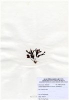 藏品(有柄褐扇藻)的圖片